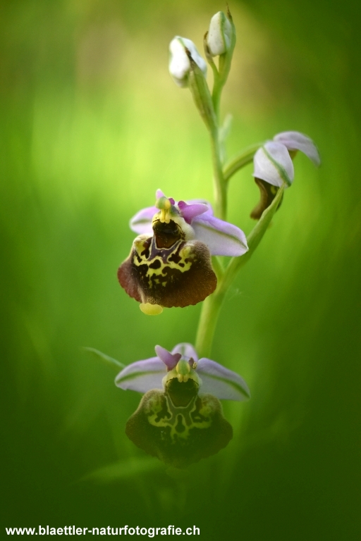 Hummel-Ragwurz (Ophrys holoserica)